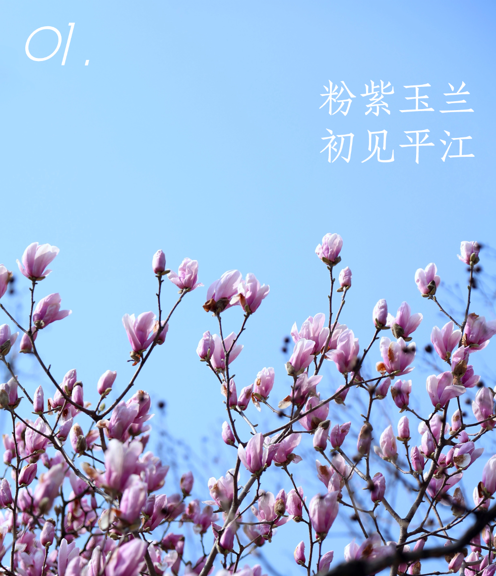 平江玉兰初绽时，春天正奔赴一场花事 ！
