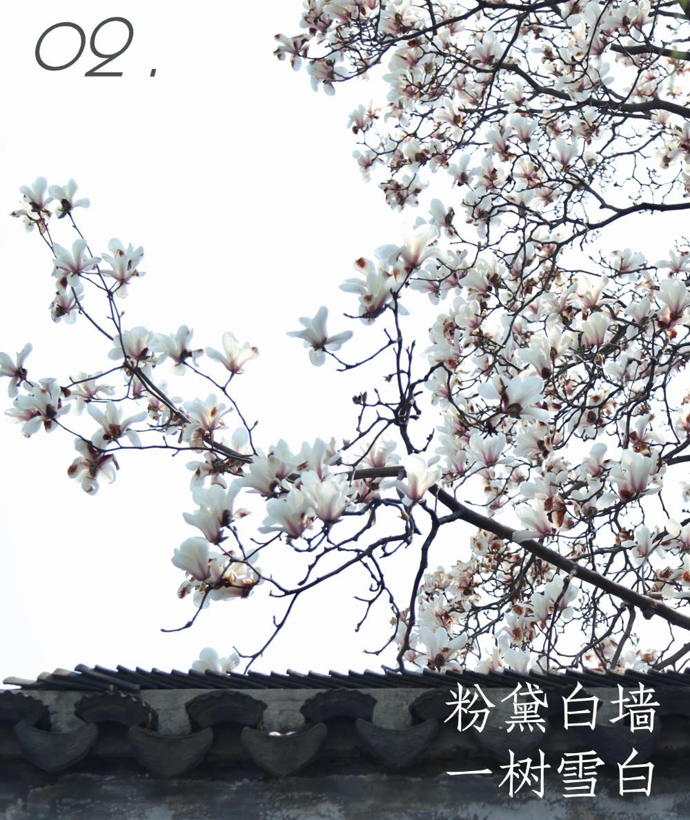 平江玉兰初绽时，春天正奔赴一场花事 ！