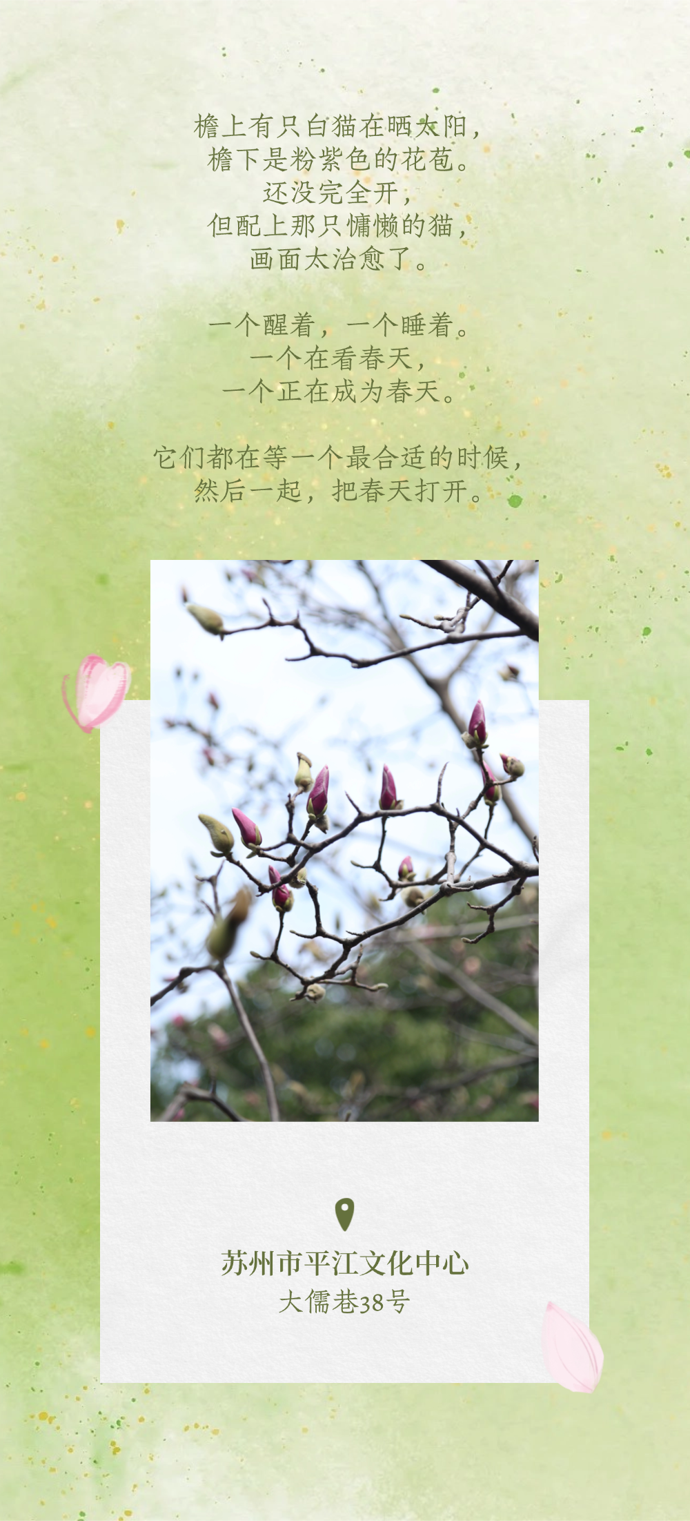 平江玉兰初绽时，春天正奔赴一场花事 ！