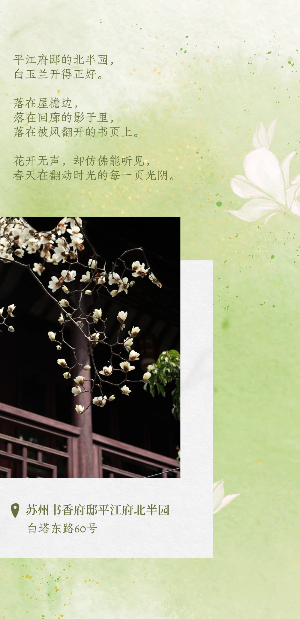 平江玉兰初绽时，春天正奔赴一场花事 ！