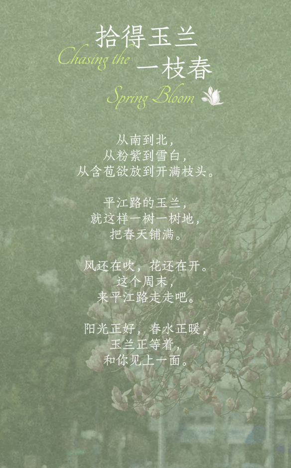 平江玉兰初绽时，春天正奔赴一场花事 ！