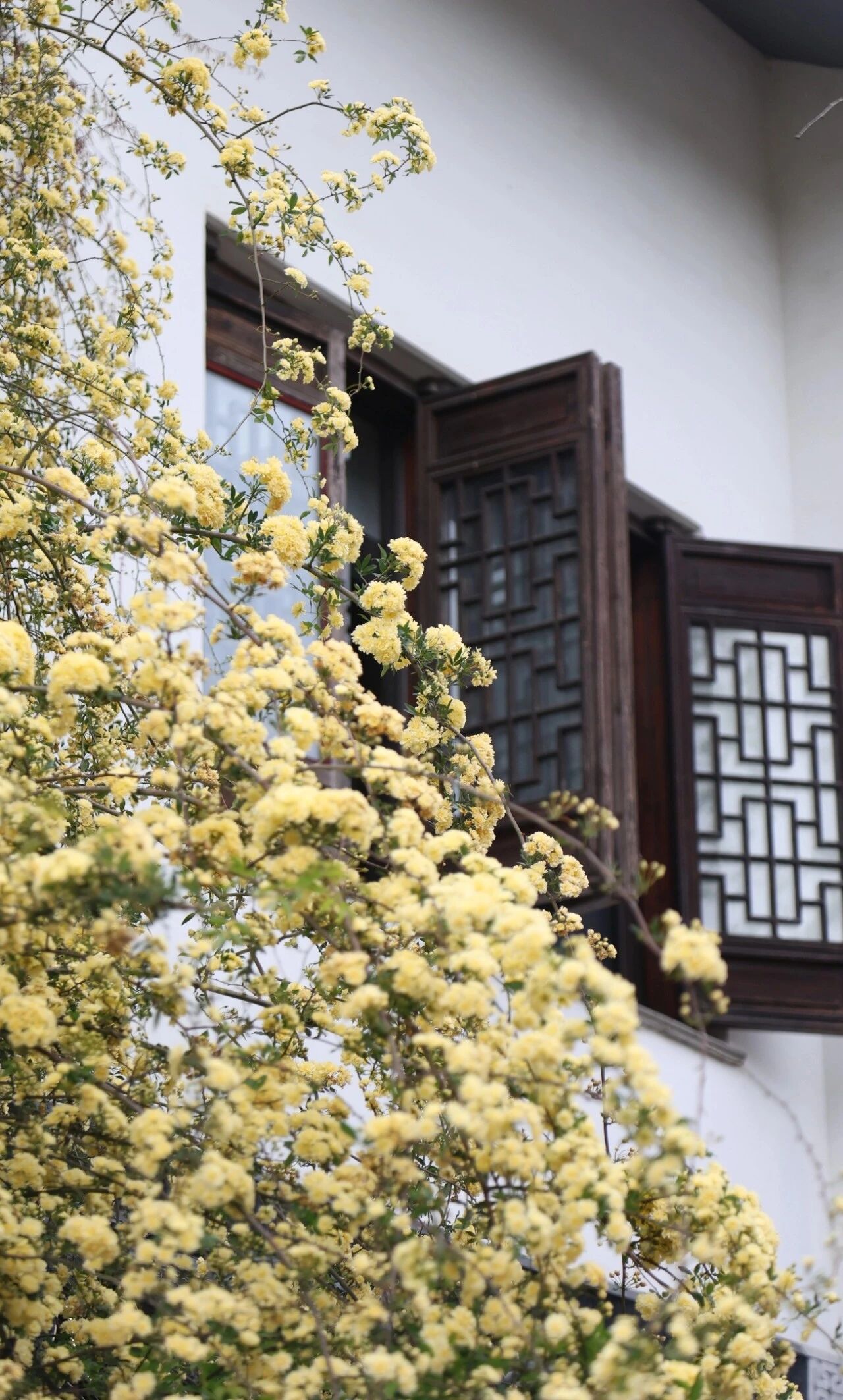 平江路的浪漫瀑布来咯附黄木香赏花路线～